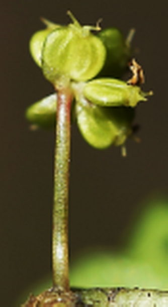 Fruits presque orbiculaires, L : 2 – 2,5 mm, comprimés latéralement, à 5 côtes.