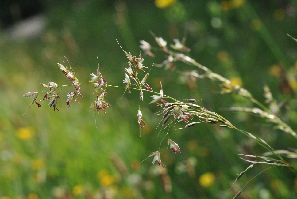 Fromental bulbeux