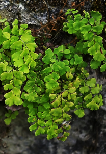 Capillaire de Raddi