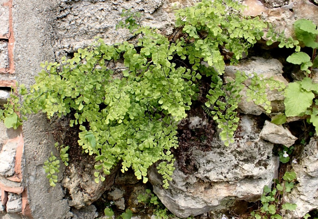 Frondes pendantes de 10 – 30 cm de longueur. © Jean PRIEUR