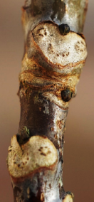 Cicatrices foliaires en forme d’écusson, aussi larges que le rameau.