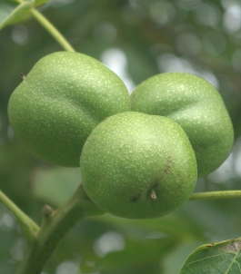 Fruits : drupes vertes, déhiscentes, à enveloppe charnue (noix).