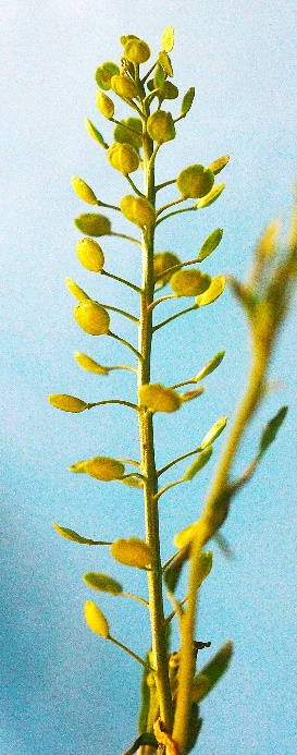 Inflorescence : grappes qui s’allongent après la floraison et peuvent atteindre 30 cm.