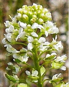 Fleurs blanches. Pétales longs de 1,5 – 2 mm, dépassant les sépales. Photo © Jean PRIEUR