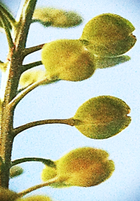 Fruits : silicules orbiculaires, petites (Ø : 2 – 4 mm), ailées, à style court, ne dépassant pas l’échancrure.