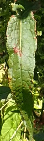 Feuilles plus de 2,5 fois plus longues que larges, ovales – oblongues, plus ou moins cordées, plus ou moins ondulées. (© Jean PRIEUR)