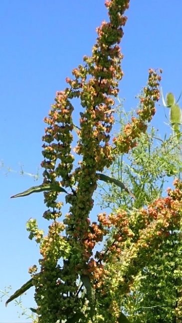 Inflorescence : panicule à rameaux allongés - dressés. (© Jean PRIEUR)