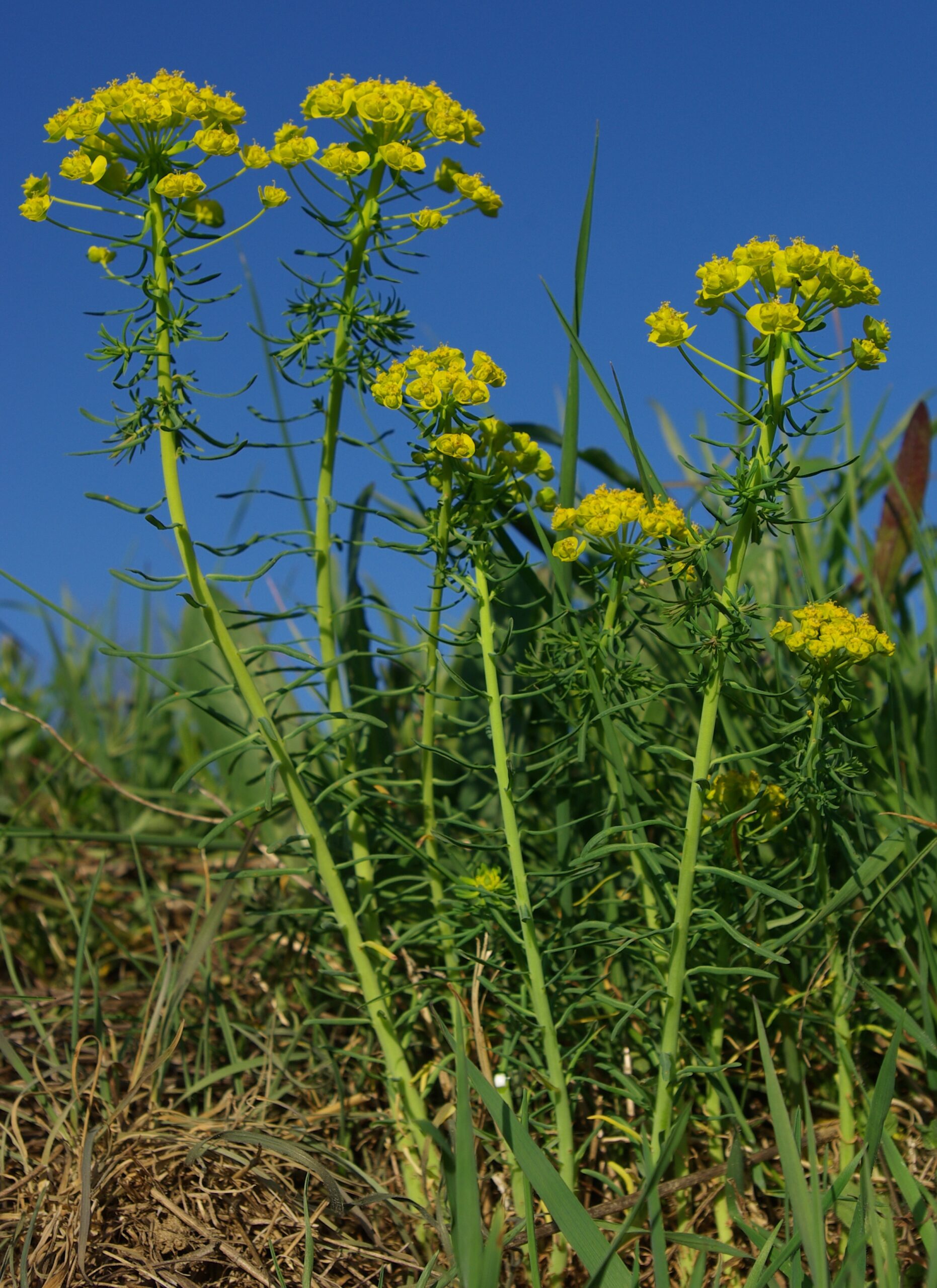 Plante herbacée, haute de 10 – 40 cm, dressée, glabre.