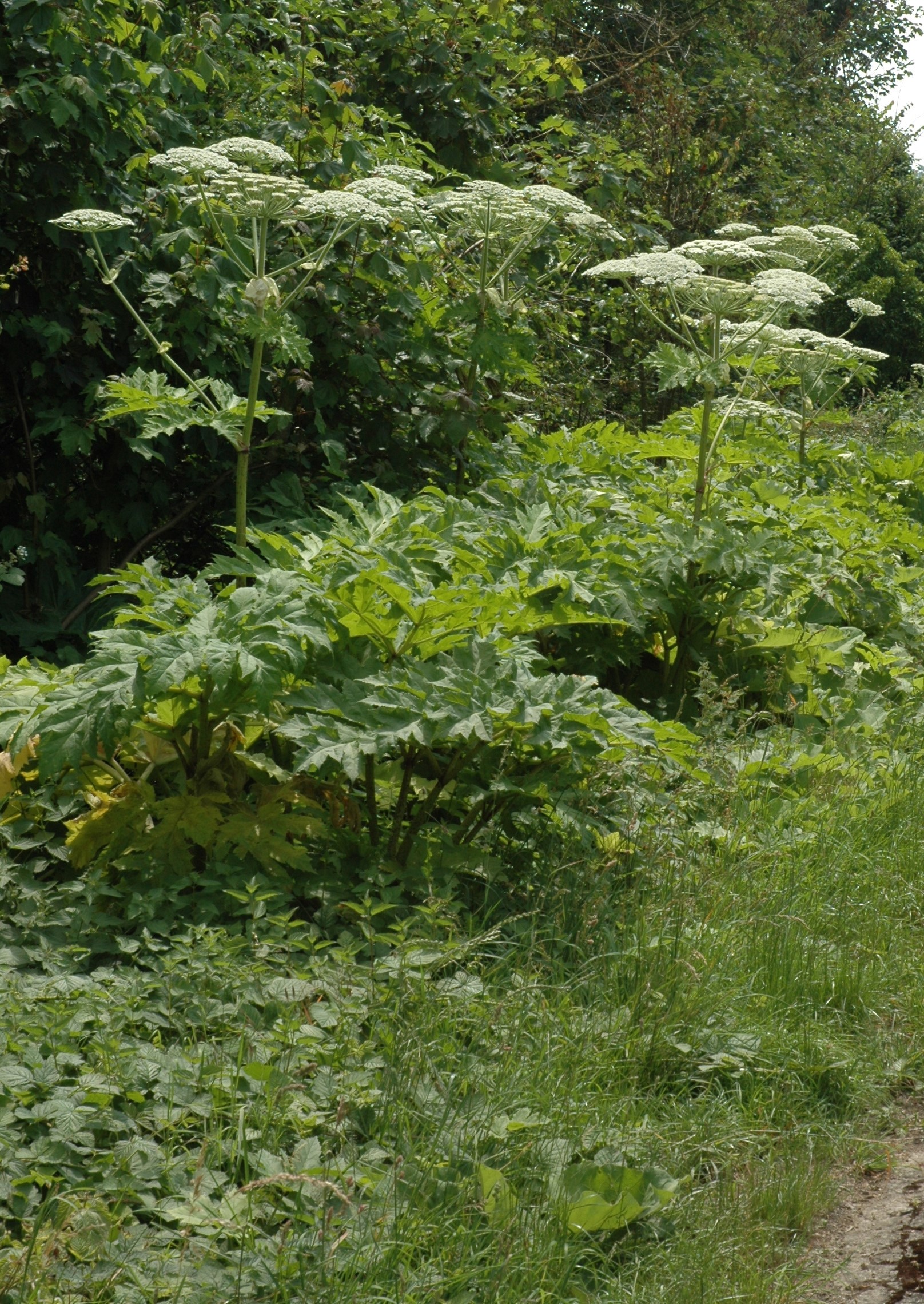 Plante herbacée très robuste, haute de 1,5 – 3 m. © Jordane CORDIER
