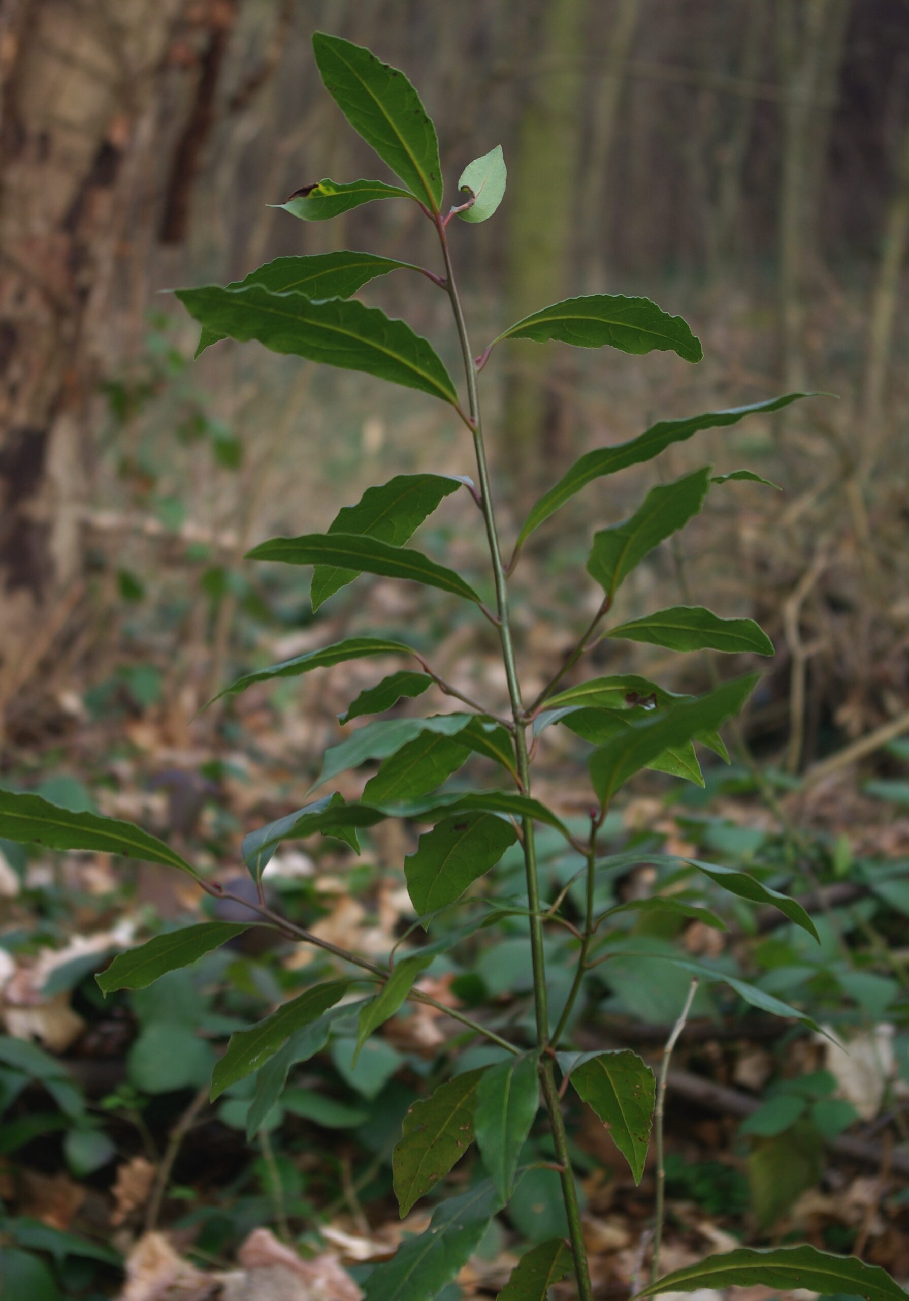 Arbrisseau, haut de 2 – 6 m, à rameaux dressés, à feuilles persistantes et odorantes.