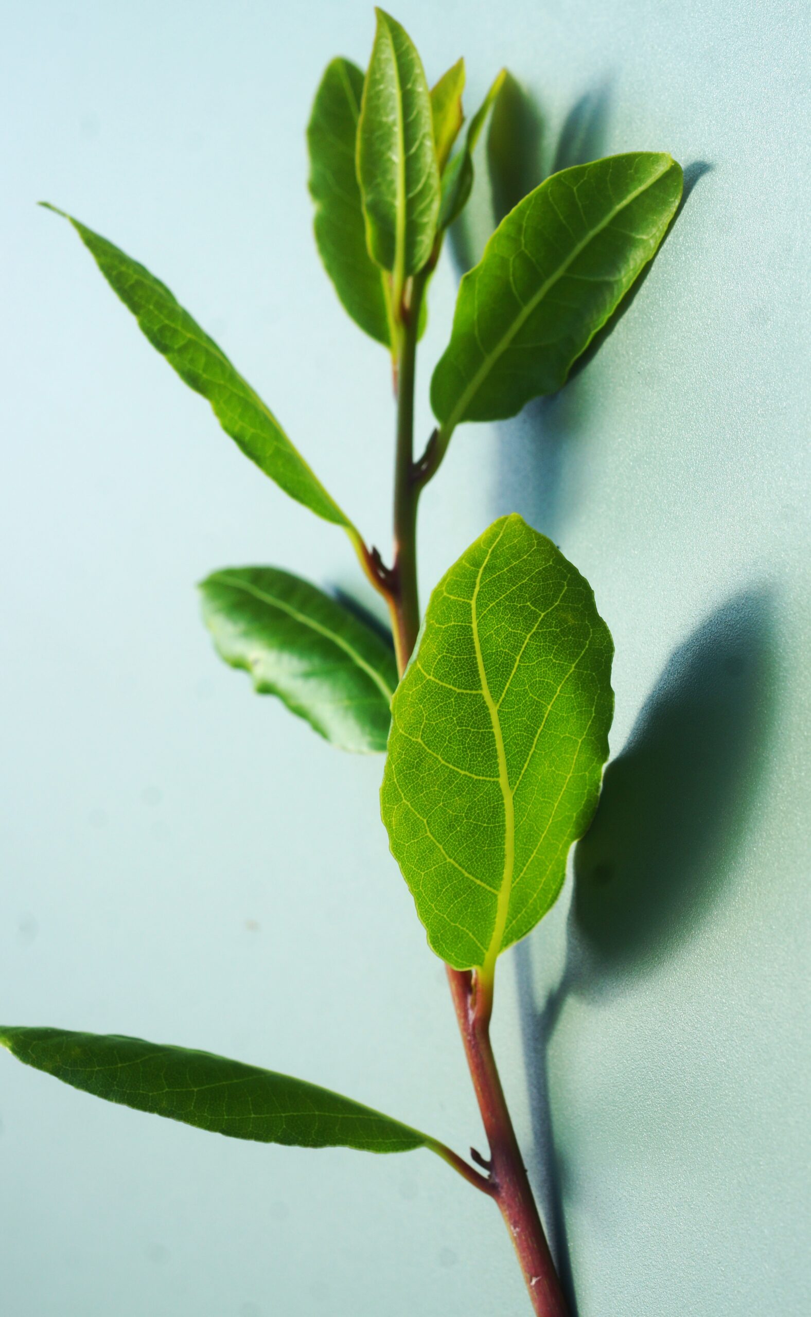 Feuilles alternes, coriaces, elliptiques, entières et à bords légèrement ondulés.