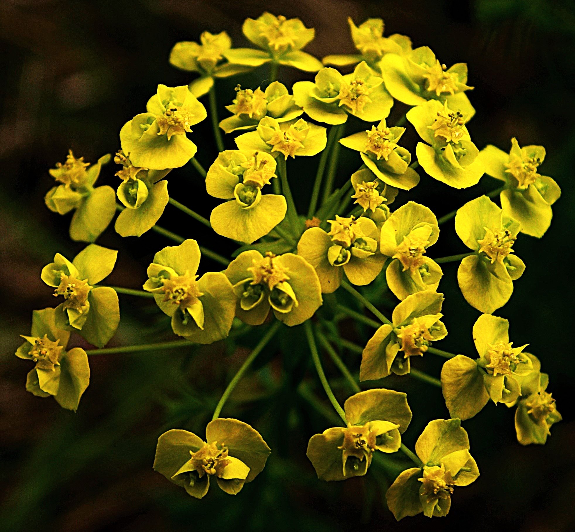 Fleurs à bractéoles larges, ovales – triangulaires, souvent jaunes. Glandes en croissant, jaunes également.
