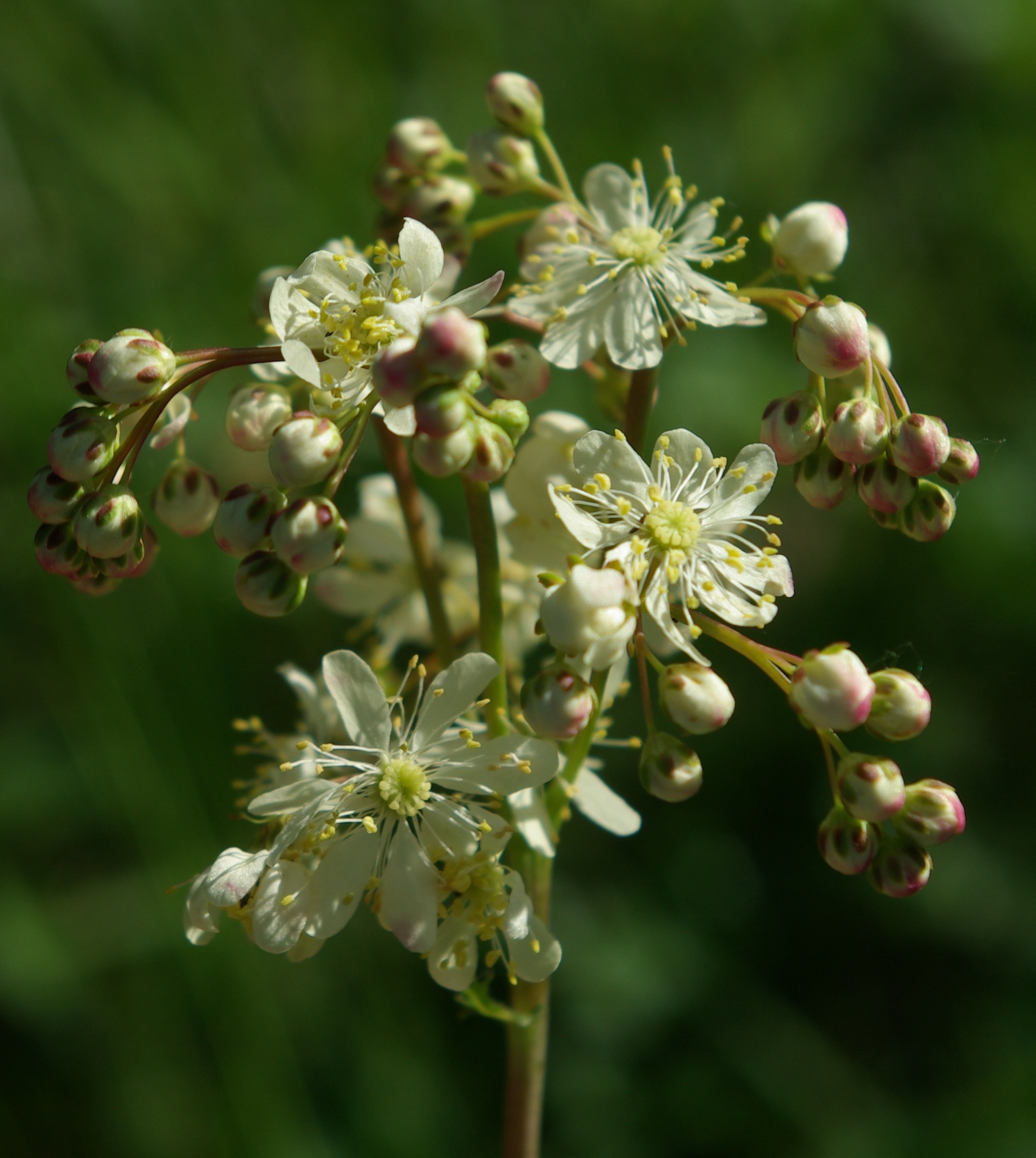 Inflorescences : corymbes rameux.