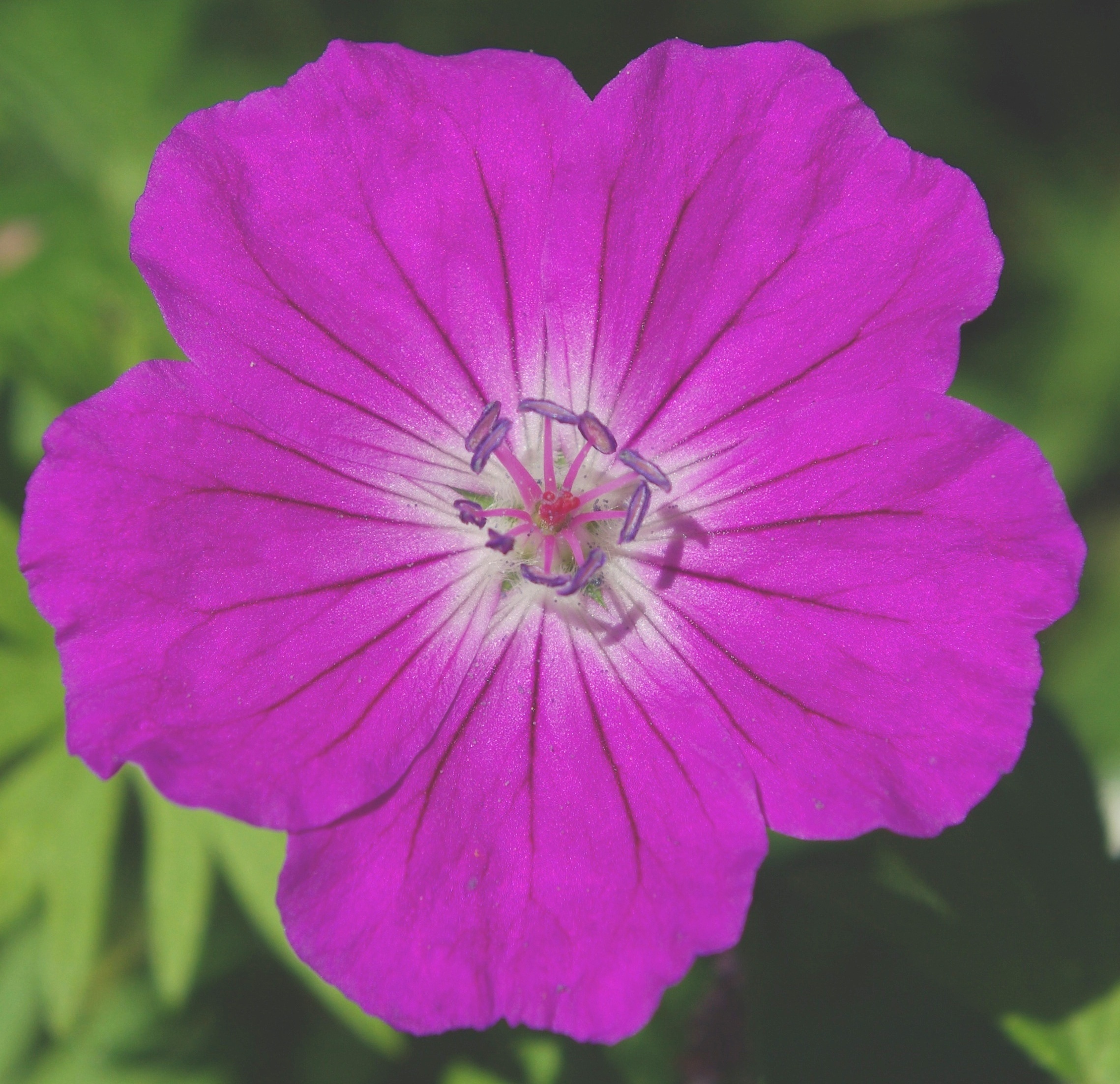 Fleurs solitaires, grandes (Ø : 25 – 35 mm), à 5 pétales pourpres, légèrement échancrés.