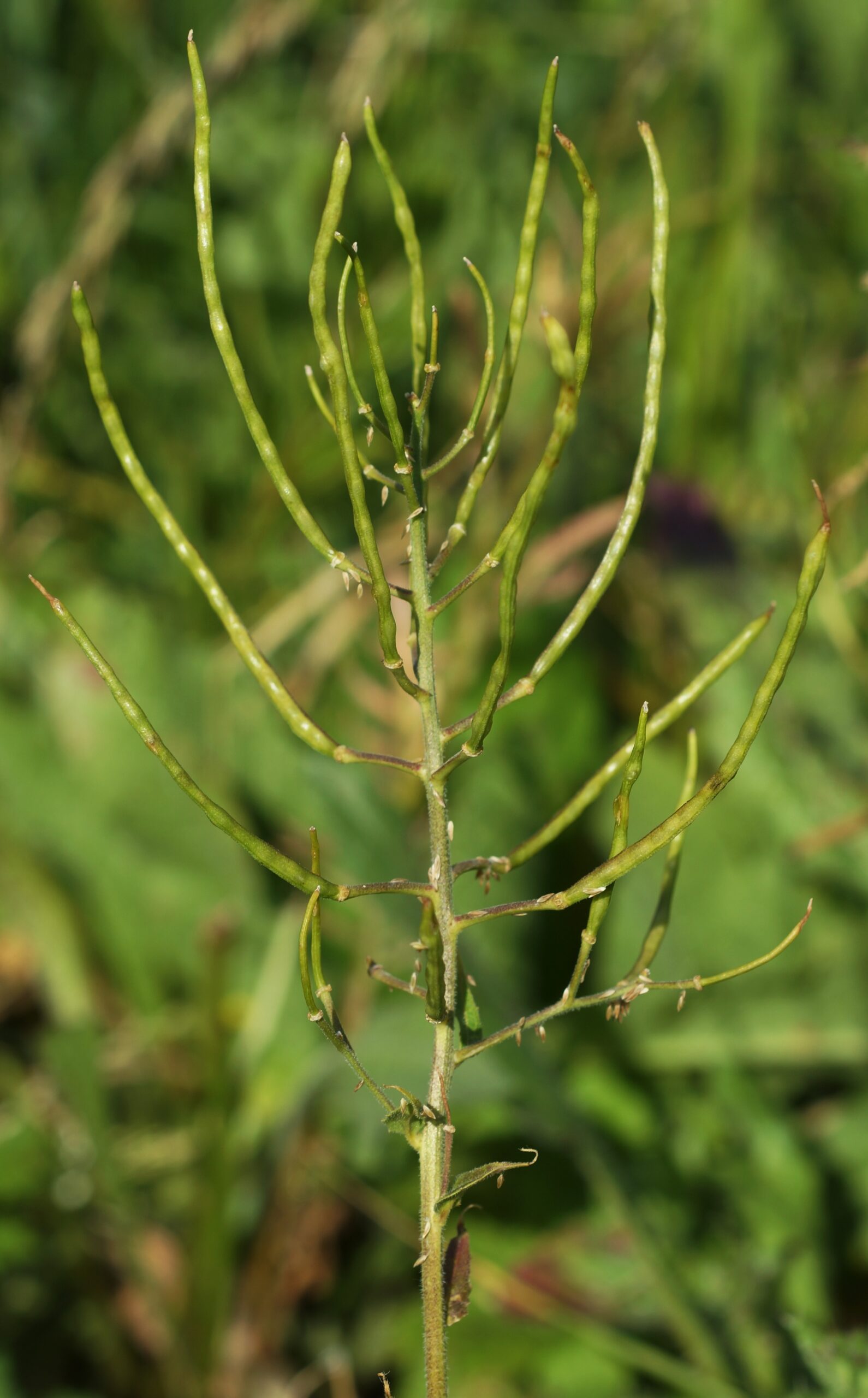 Fruits : siliques longues de 3 – 10 cm, étalées -dressées, grêles, flexueuses ou courbées, plus ou moins velues.