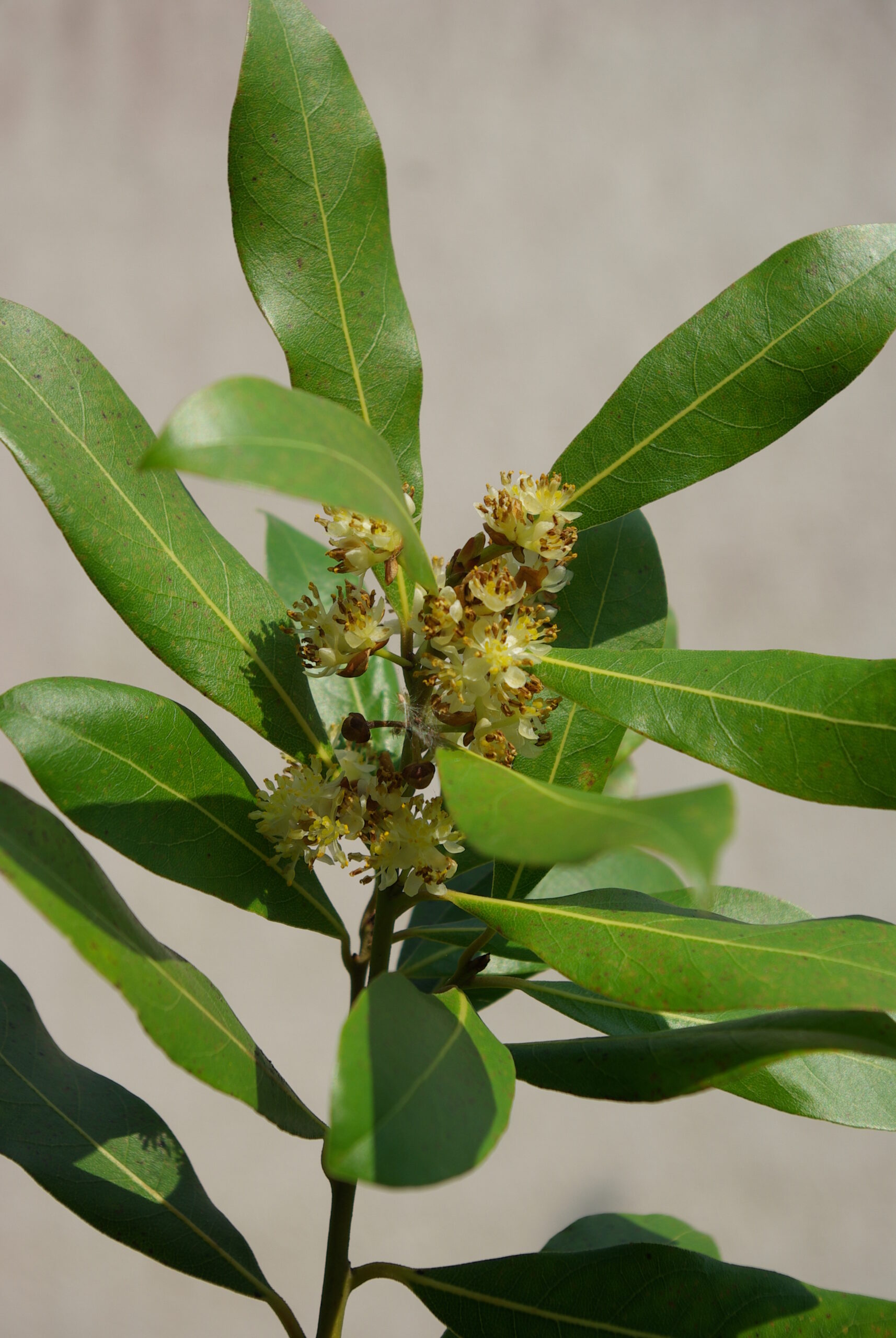 Plante dioïque. Inflorescences : petites ombelles axillaires pédonculées, à 4 - fleurs.