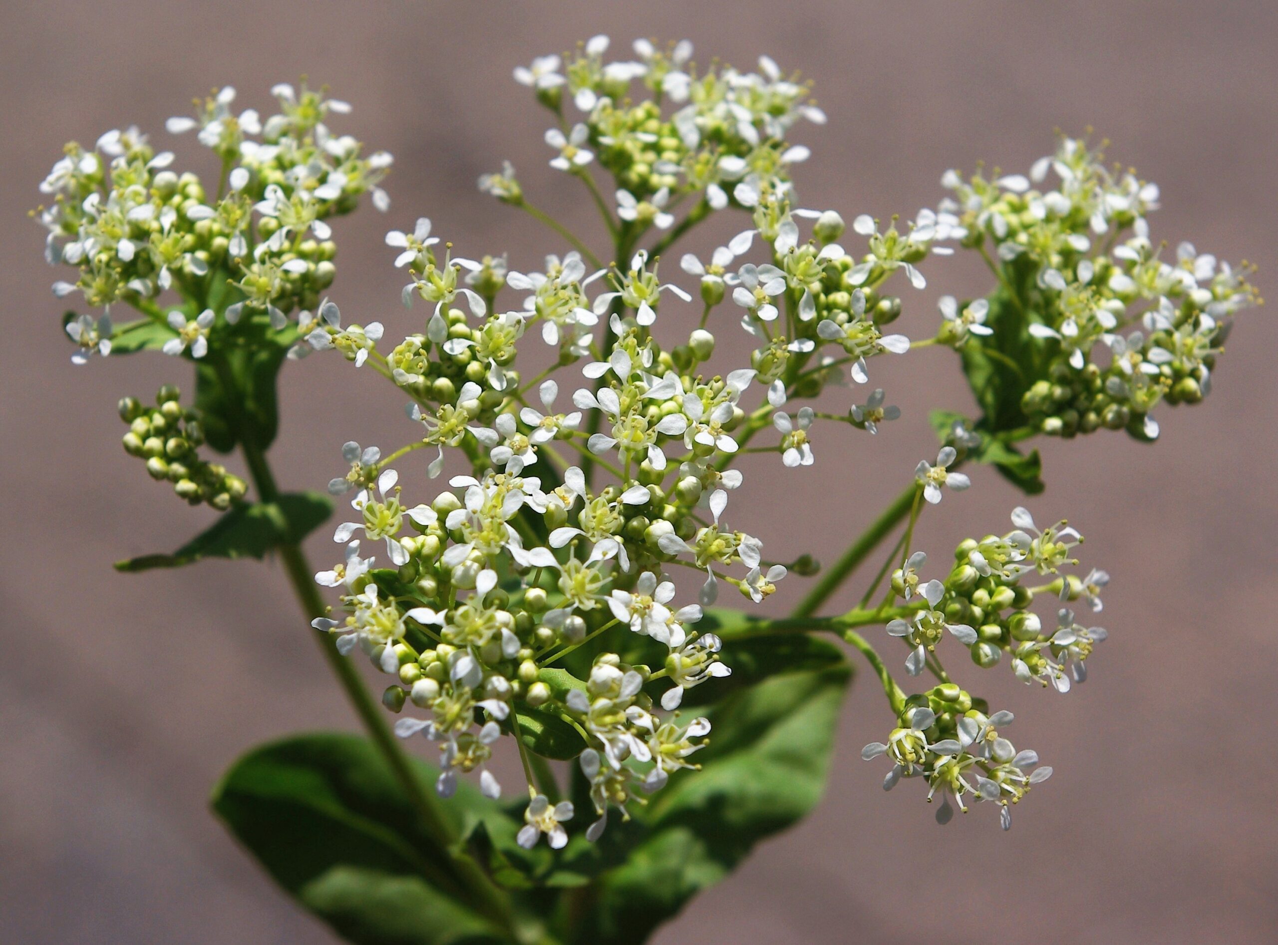 Inflorescence : grappes composées, condensées en corymbe.