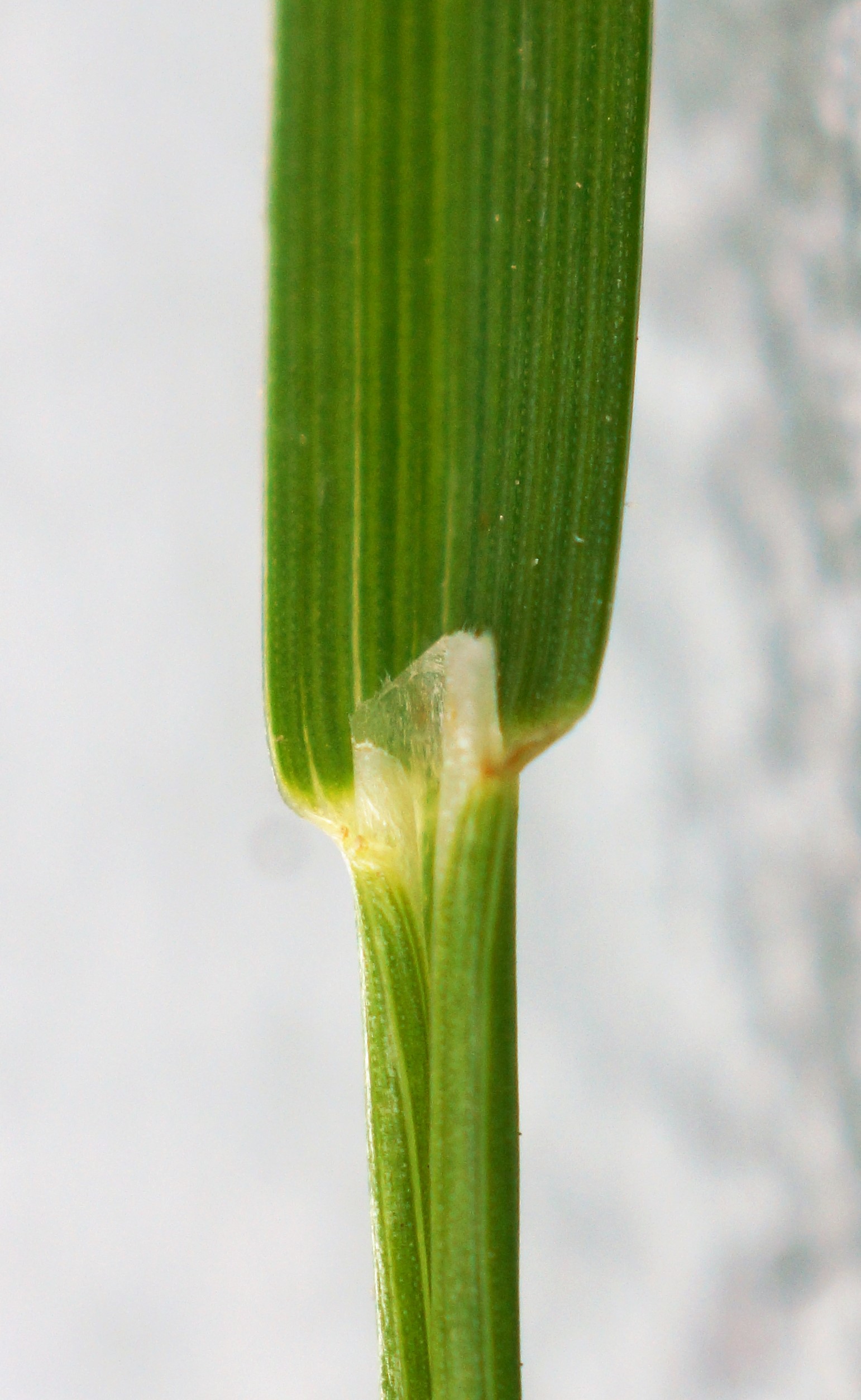 Ligule membraneuses, courte (L : environ 1 mm), tronquée.