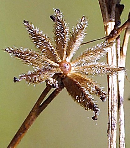Fruits : akènes droits et velus, longs de 3 – 4 mm.