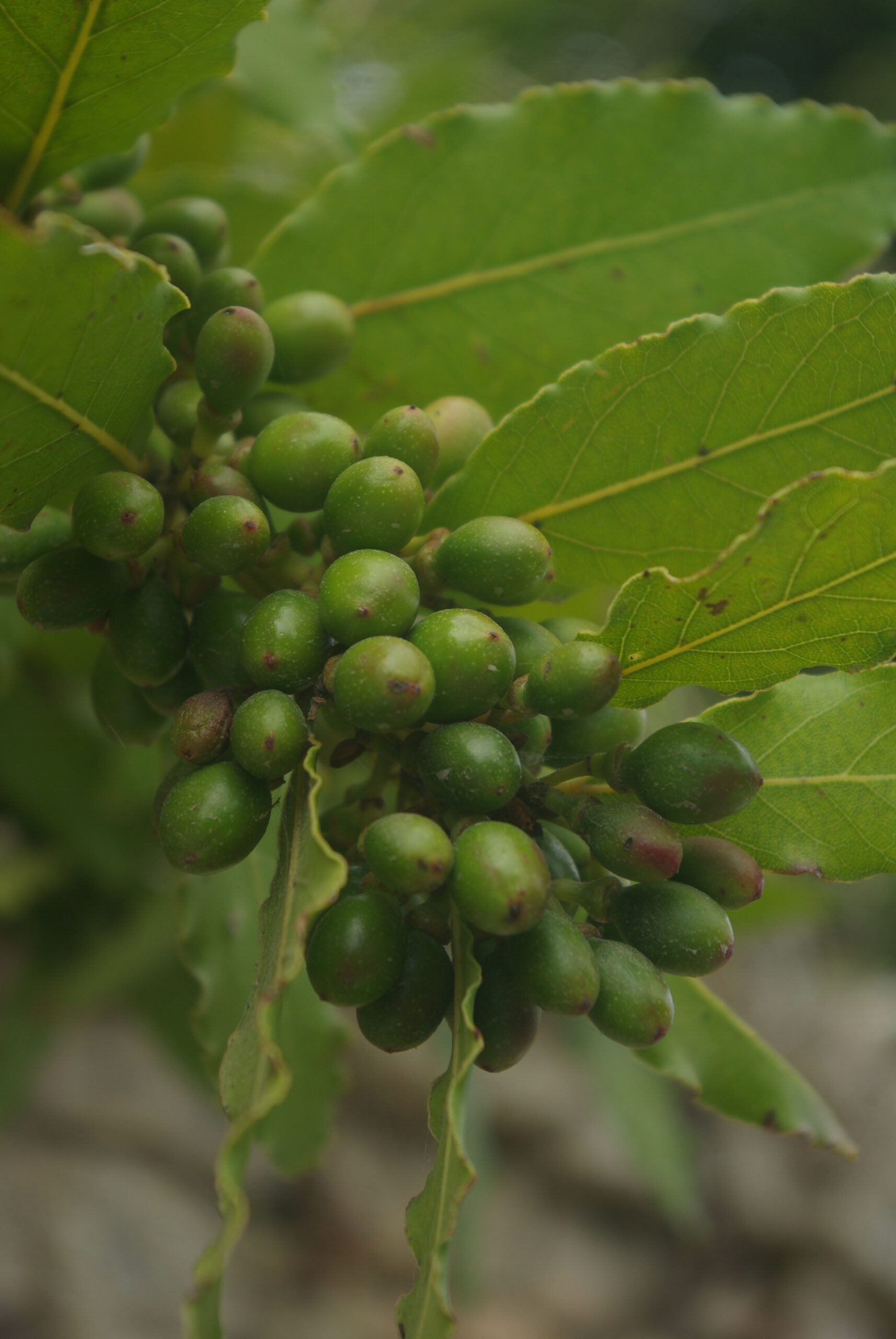 Fruits : drupes ovoïdes, longues de 10 – 15 mm, vertes devenant noires à maturité.