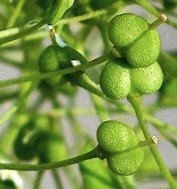 Fruits : silicules en forme de cœur, à 2 loges, glabres, réticulées à maturité, à style très saillant.
