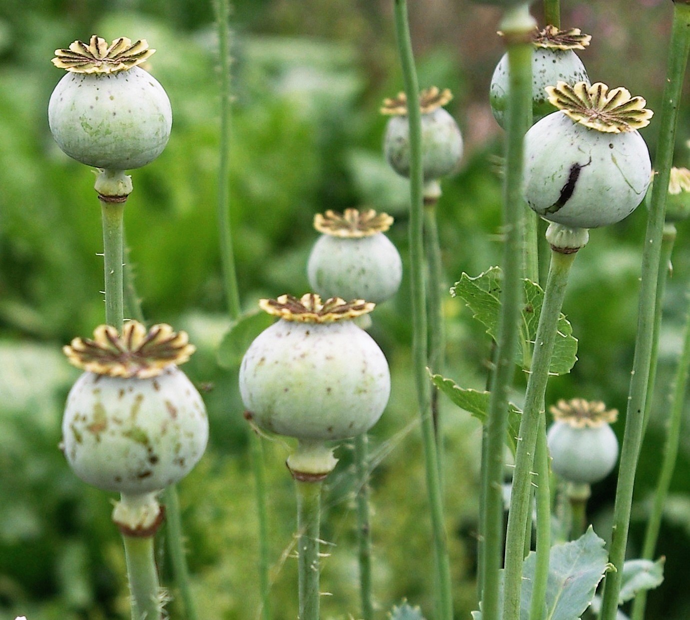 Fruits : capsules grosses et globuleuses (Ø : 2 – 4 cm), lisses, glabres.