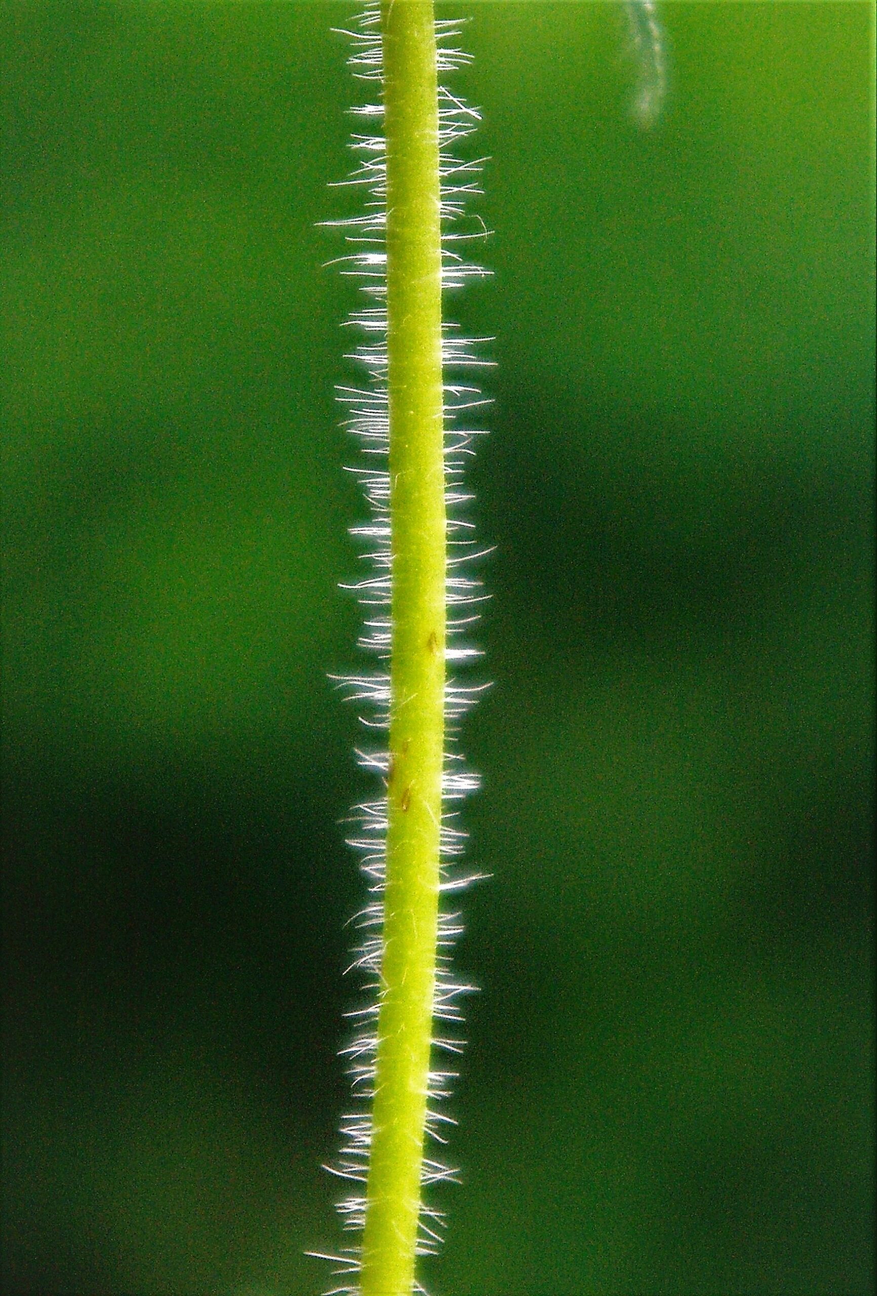 Tige hérissée de longs poils étalés.