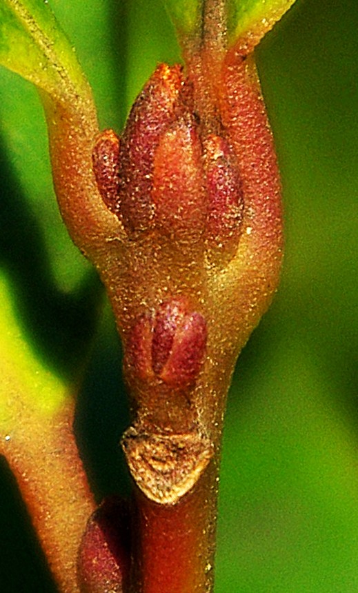 Jeunes rameaux rougeâtres. Bourgeons étroits, coniques, longs de 2 – 4 mm, brun rouge