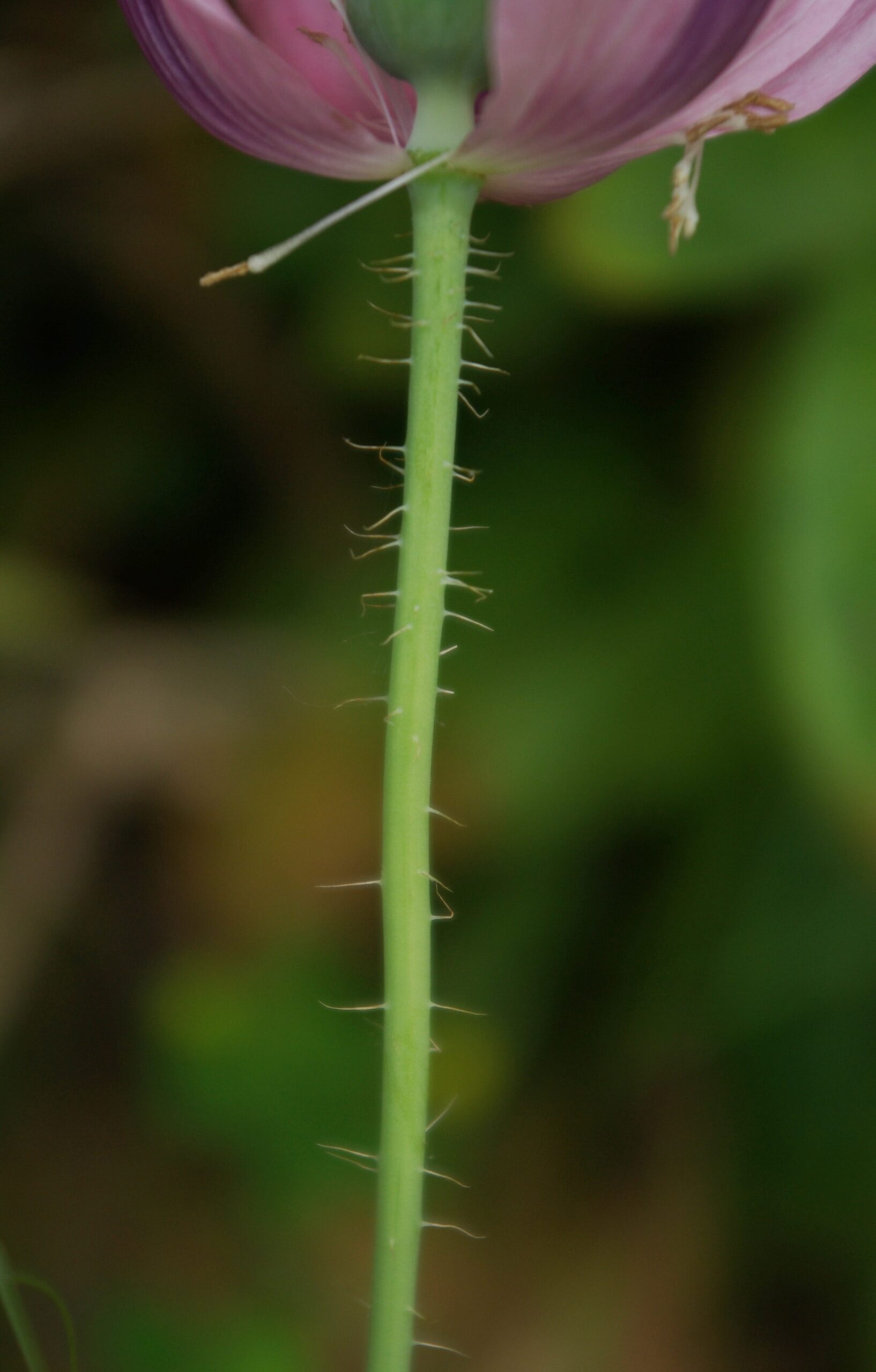 Pédoncules floraux longs, à poils étalés.