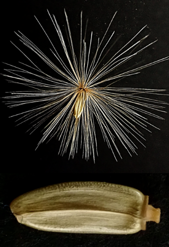 Fruits : akènes grisâtres, longs de 4 – 5 mm, à bords (en bas) finement couverts de petites granulations et munis d’une aigrette à soies longues de 10 -14 mm. © Jean PRIEUR