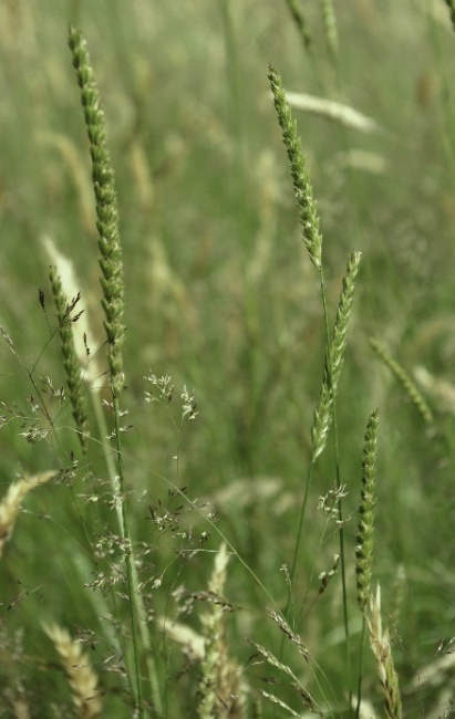 Plante herbacée, haute de 20 – 70 cm. Tiges dressées, assez grêles, nues dans le haut.