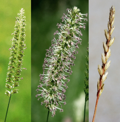 Inflorescence : épi d’épillets cylindrique, unilatéral, long de 2 – 8 cm. Ici vu à différents stades (de gauche à droite) : début de floraison, pleine floraison, post-floraison.