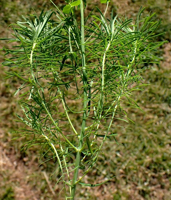 Plusieurs rameaux stériles sous l’inflorescence, portant des feuilles étroites et fines, rapprochées en pinceaux. © Jean PRIEUR