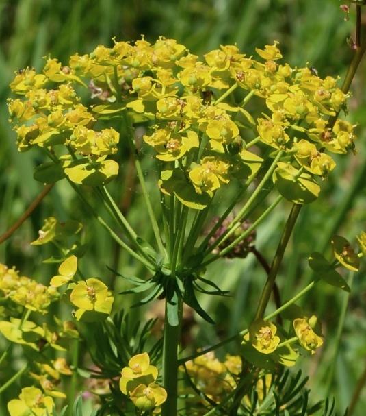 Inflorescence : ombelle de cyathes à 10 – 20 rayons grêles.