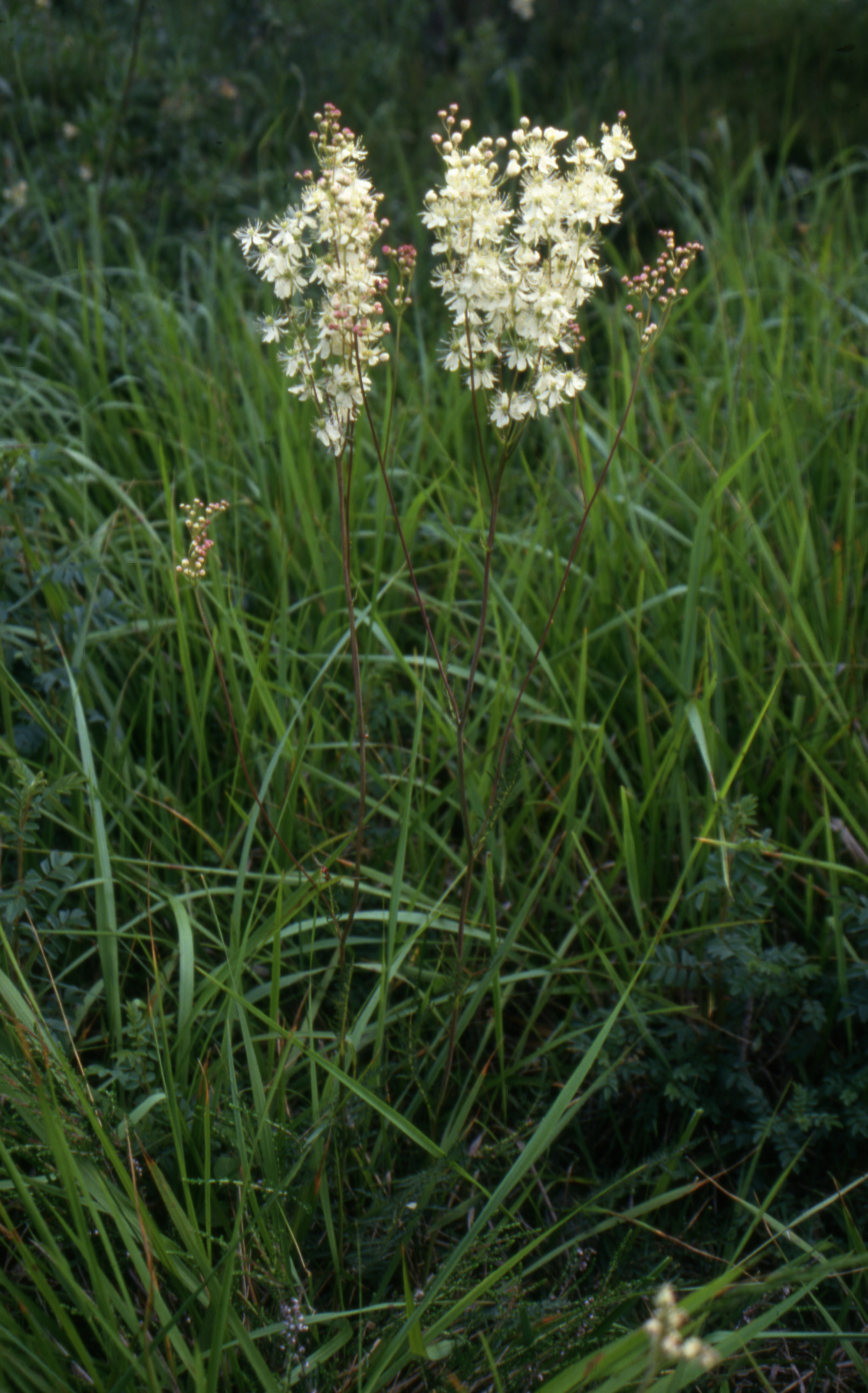 Plante herbacée, haute de 30 – 60 cm.
