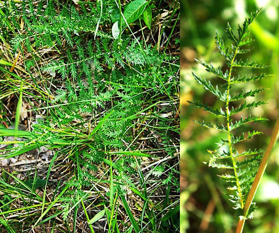 Feuilles vert foncé, imparipennées, à 10 – 25 paires de folioles inégales, pennées, à lobes ciliés (feuilles basales, en rosette, à gauche, feuille caulinaire à droite).