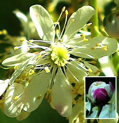Fleurs à (5) 6 (8) pétales blanc crème dessus, rougeâtres dessous (encadré), longs de 6 – 8 mm. Nombreuses étamines.