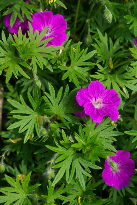 Plante herbacée, haute de 20 – 60 cm, étalée ou dressée.