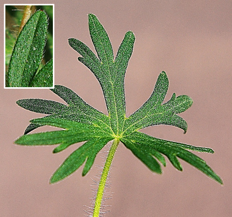 Feuilles velues (encadré), très profondément découpées en 5 – 7 segments eux-mêmes trilobés.