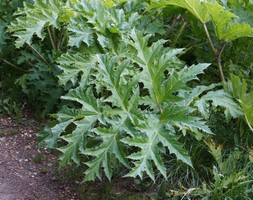Feuilles très grandes (L : 0,5 à plus de 1 m), 1 à 2 fois divisées, à segments profondément découpés et dentés.