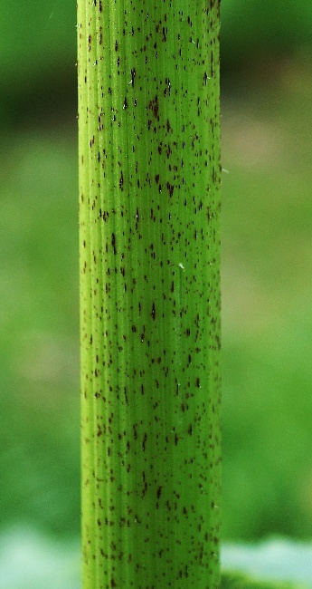 Tige épaisse (Ø : 4 – 10 cm), plus ou moins cannelée, vert clair, à nombreuses taches pourpres.