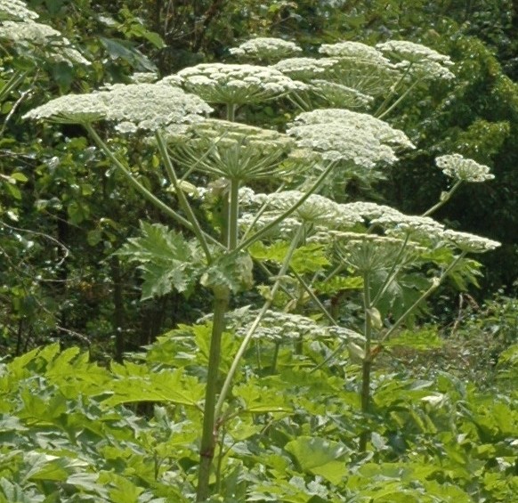 Inflorescence : corymbe d’ombelles d’ombellules. Ombelle centrale (Ø : 20 – 50 cm) composée de 10 – 120 rayons, entourée d’ombelles satellites, l’ensemble pouvant atteindre 1,5 m de large. Fleurs blanches.