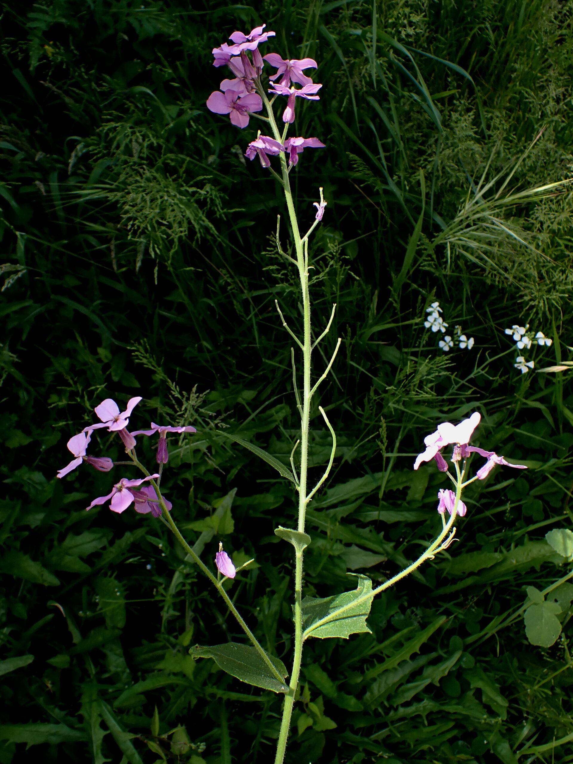 Plante herbacée, haute de 40 – 80 cm, dressée, ramifiée au sommet. © Jean PRIEUR
