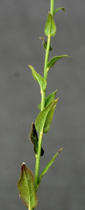Feuilles alternes, ovales lancéolées, dentées, rudes.