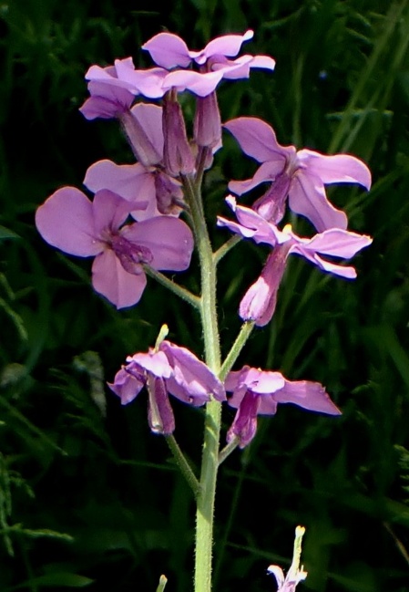 Inflorescence : grappe. © Jean PRIEUR  