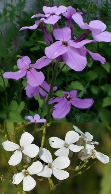 Fleurs à 4 pétales longs de 1,5 – 2,5 cm, roses, rarement blancs.