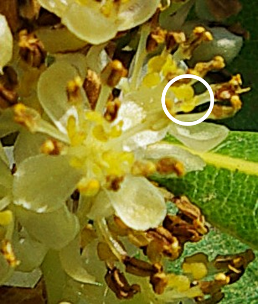 Fleurs mâles à 4 tépales soudés à la base et 10 – 12 étamines portant à mi - longueur une protubérance glandulifère (cercle).