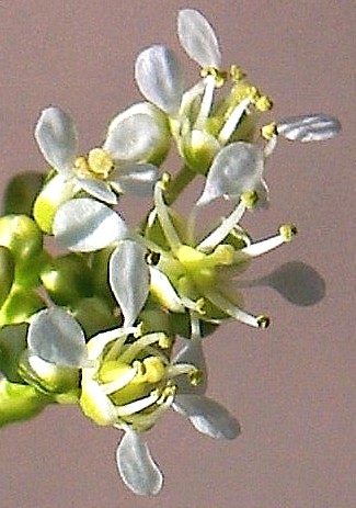 Fleurs blanches, nombreuses, à 4 pétales égaux, libres, longs de 3 – 4 mm, à sommet arrondi et onglet très long. Six étamines.
