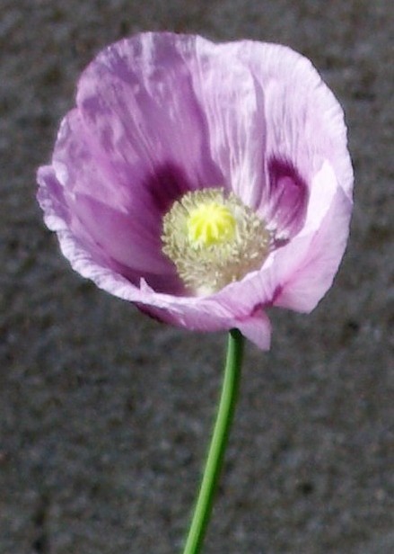 Fleur très grande (Ø : jusqu’à 10 cm), solitaire au sommet de la tige. Pétales légèrement froissés. Étamines très nombreuses (80 -100), blanches.