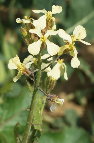Inflorescence : grappe.